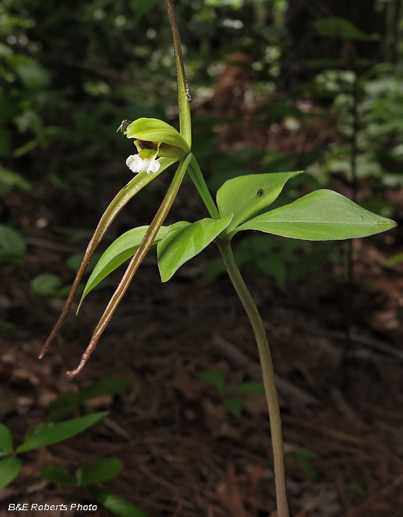 Pogonia