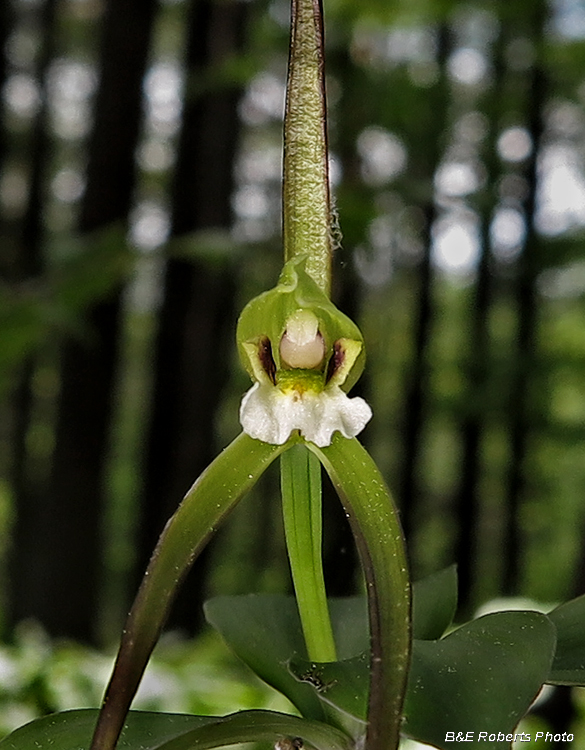 Pogonia