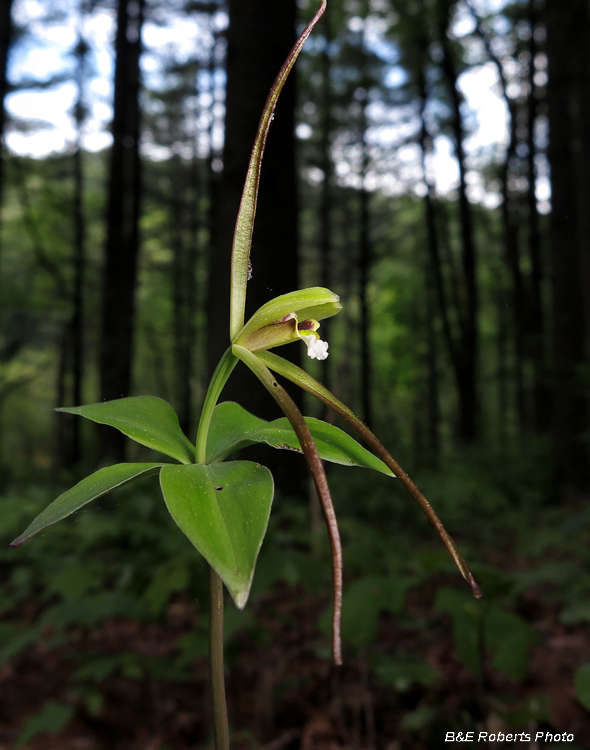 Pogonia