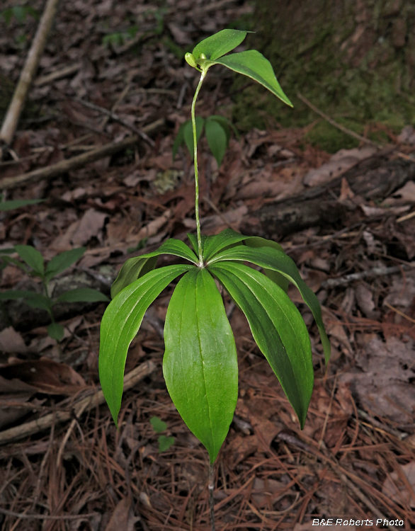 Indian_Cucumber_Root