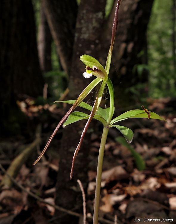 Pogonia