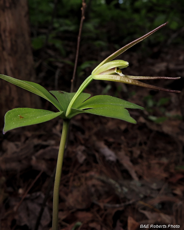 Pogonia