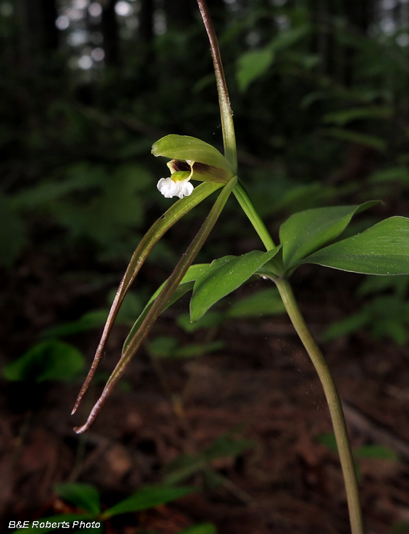 Pogonia