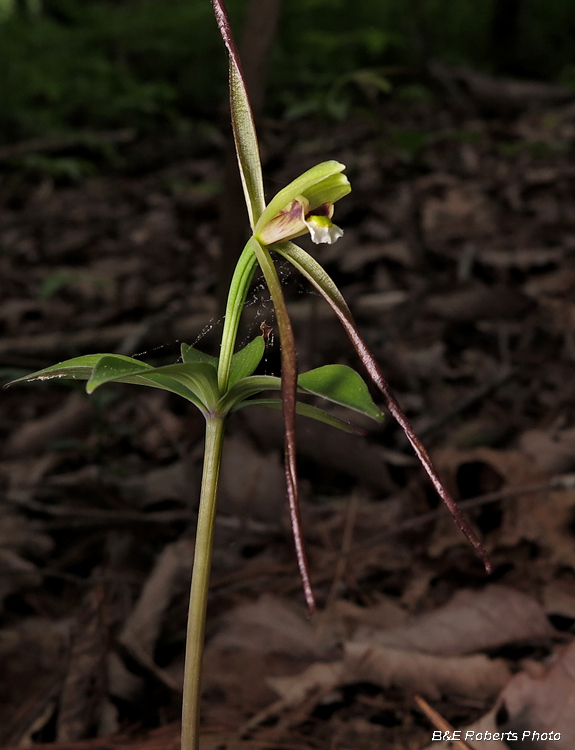 Pogonia