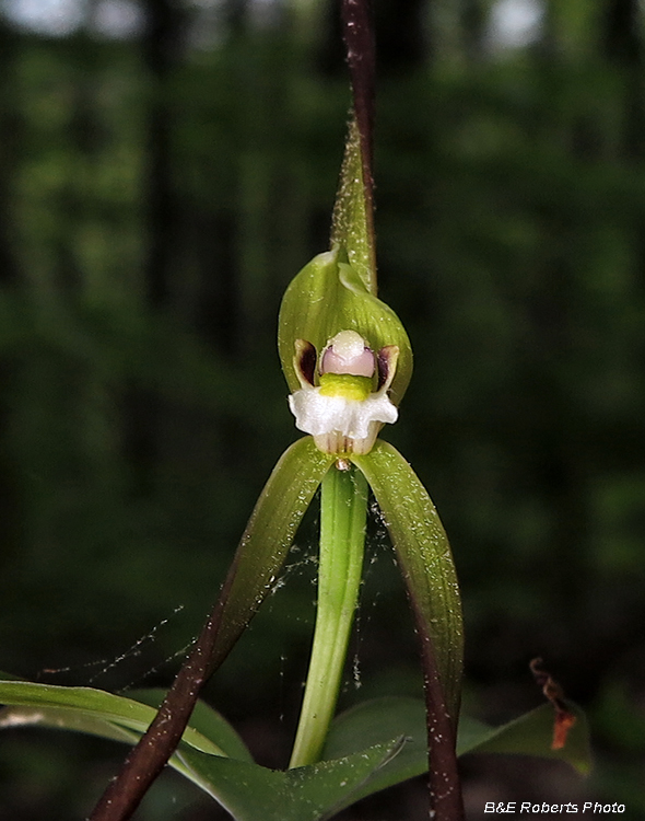 Pogonia