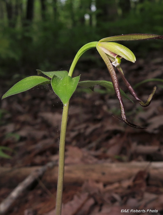 Pogonia