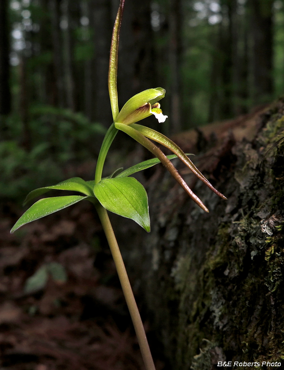 Pogonia