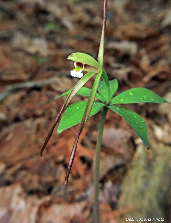 Pogonia