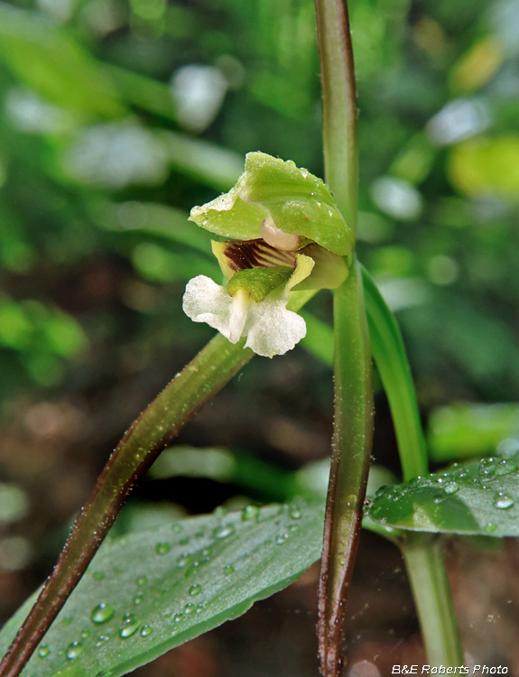 Pogonia