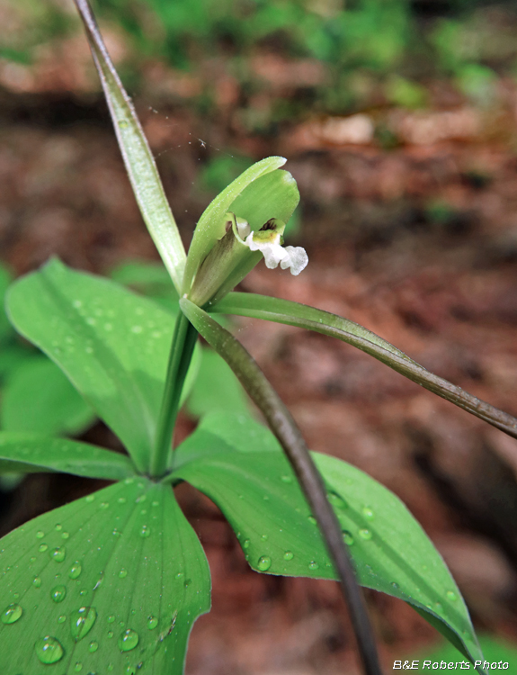 Pogonia