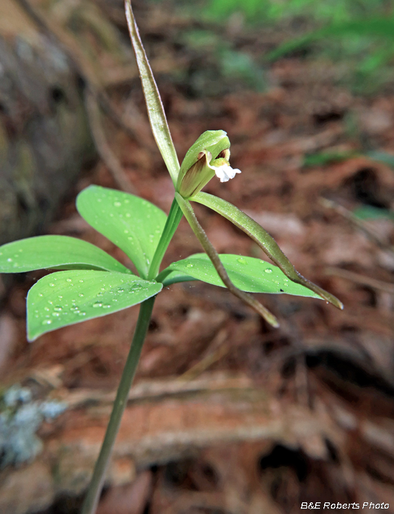 Pogonia