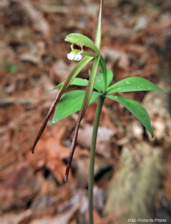 Pogonia