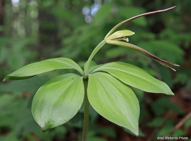 Pogonia