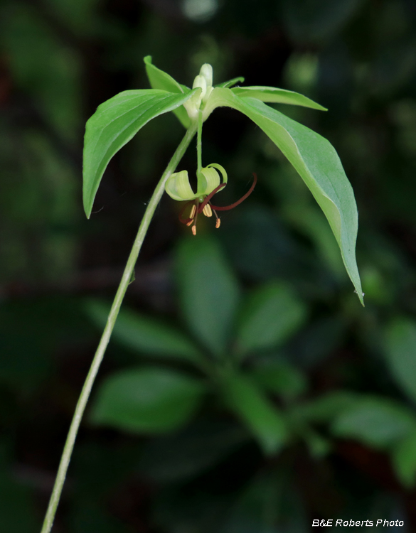 Indian_Cucumber_Root