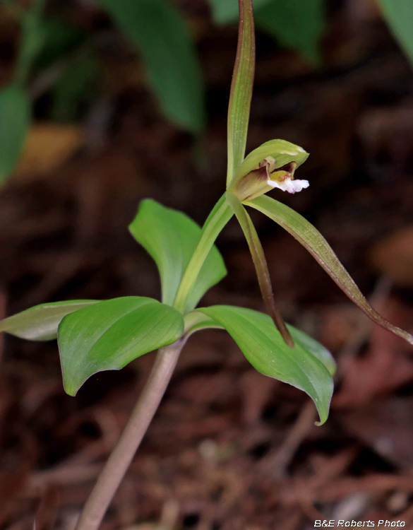 Pogonia