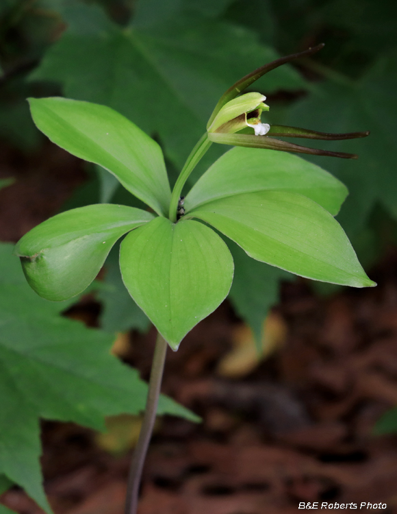 Pogonia