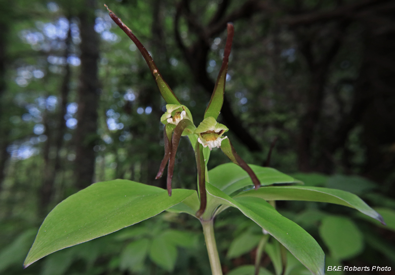 Pogonia