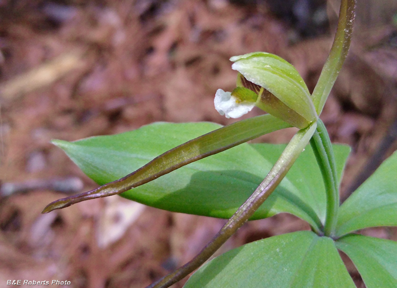 Pogonia