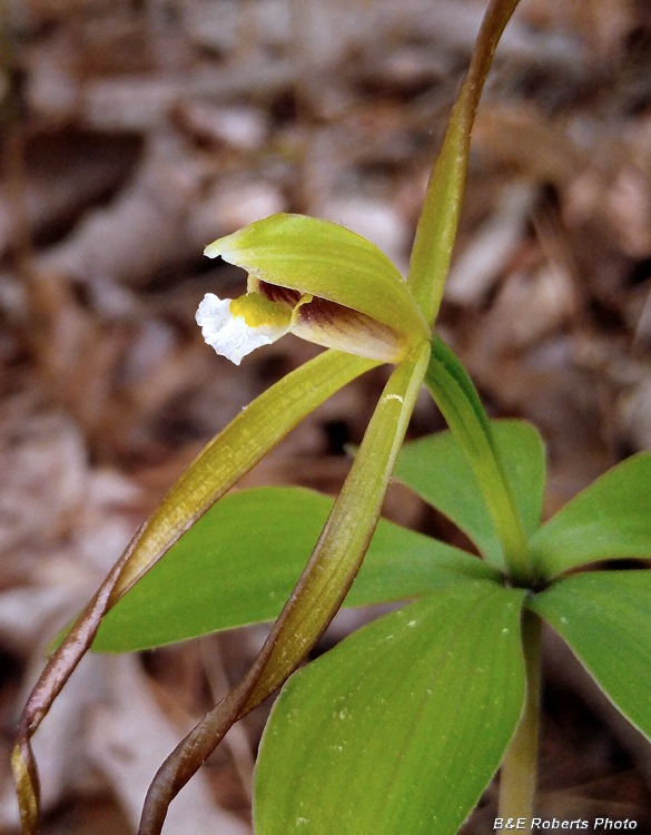 Pogonia