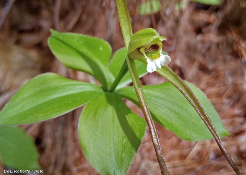 Pogonia