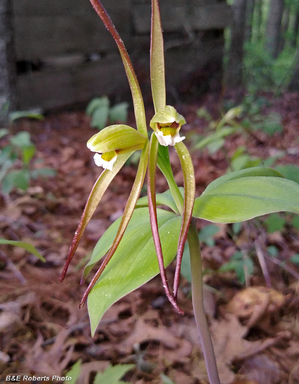 Pogonia