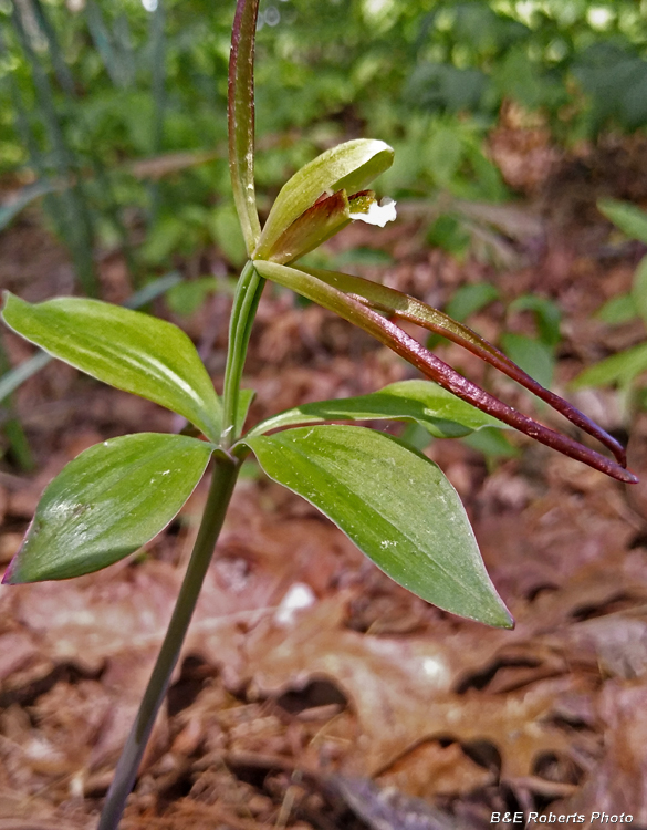 Pogonia