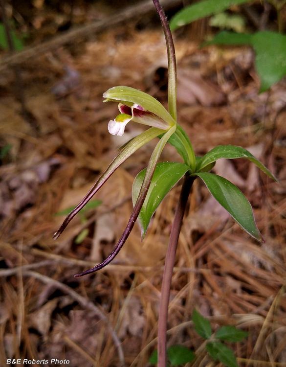 Pogonia