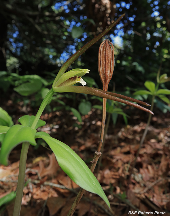 Pogonia