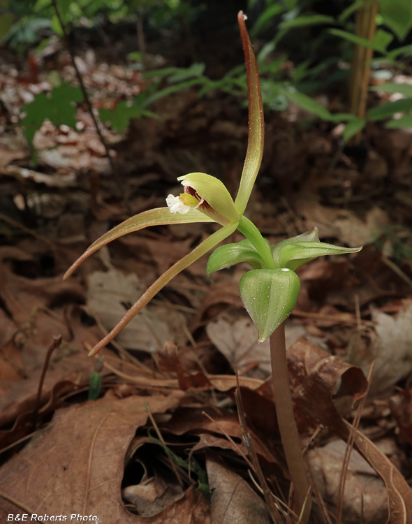 Pogonia