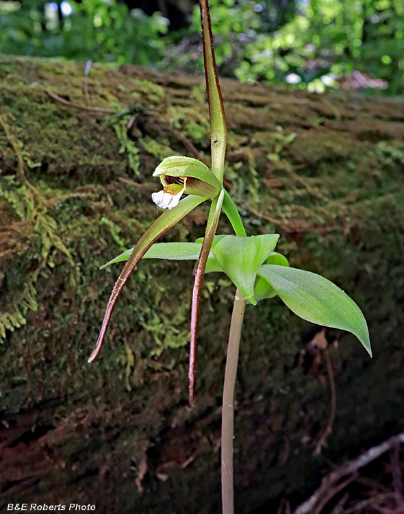 Pogonia