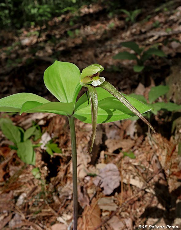 Pogonia