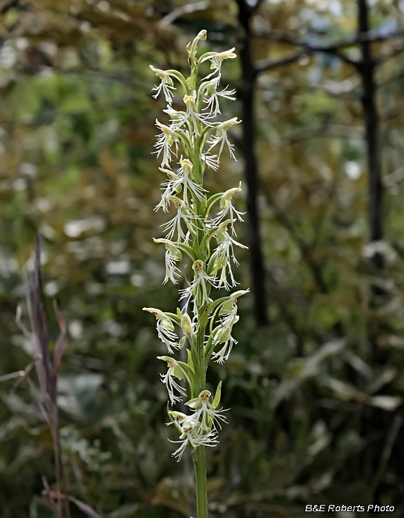 Platanthera_lacera