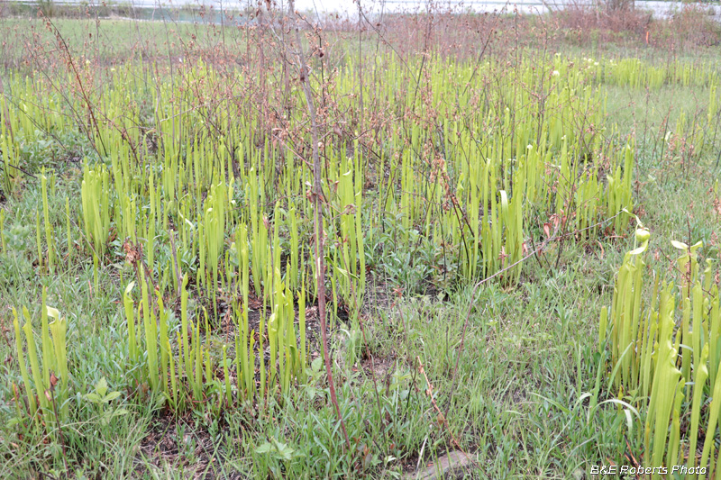 Pitcher_plants