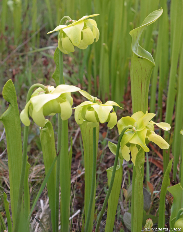 Pitcher_flowers