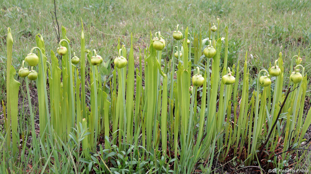 Pitchers_in_bud