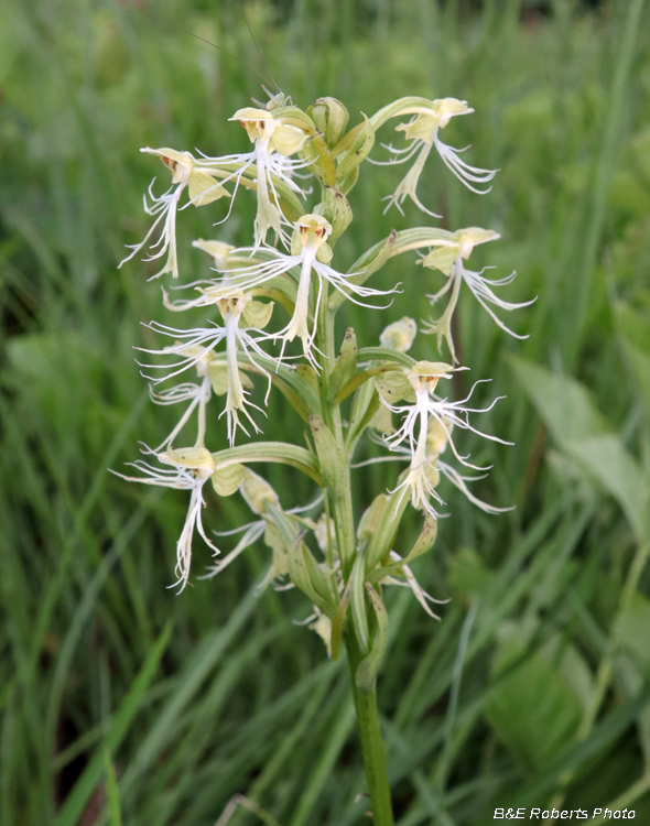 Platanthera_lacera