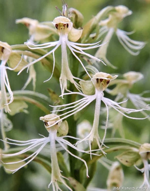 Asclepias_tuberosa