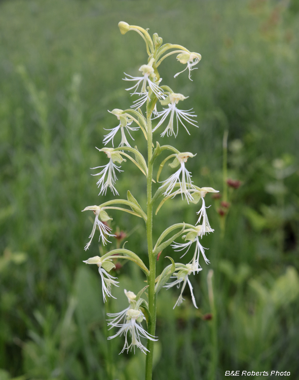 Platanthera_lacera