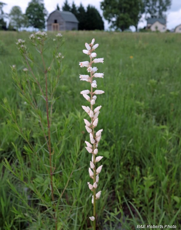 Ironweed