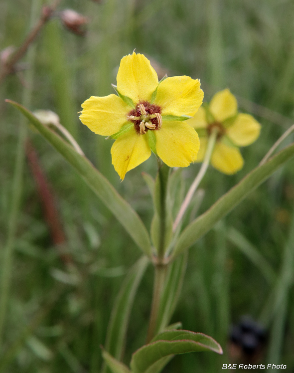 Lysimachia_lanceolata