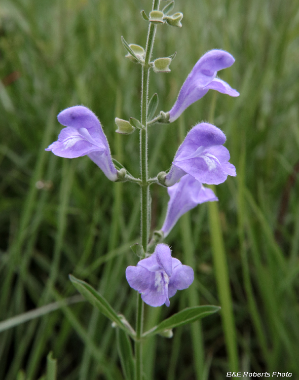 Skullcap