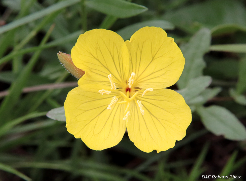 Oenothera_fruticosa