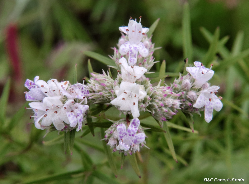 Pycnanthemum_virginianum