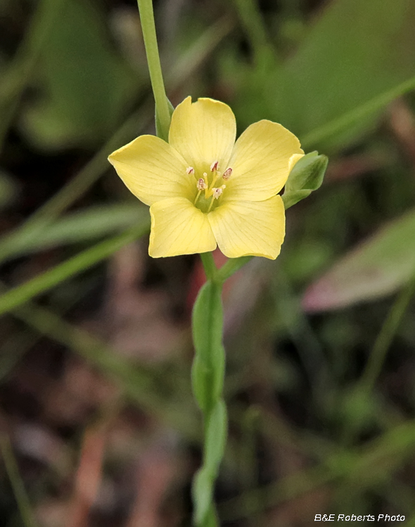 Linum_virginianum