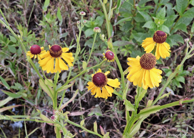 Sneezeweed