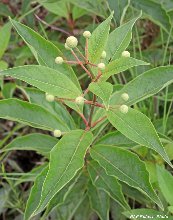 Buttonbush