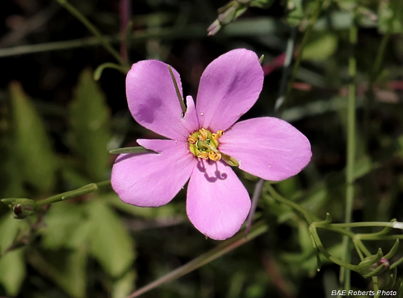 Sabatia