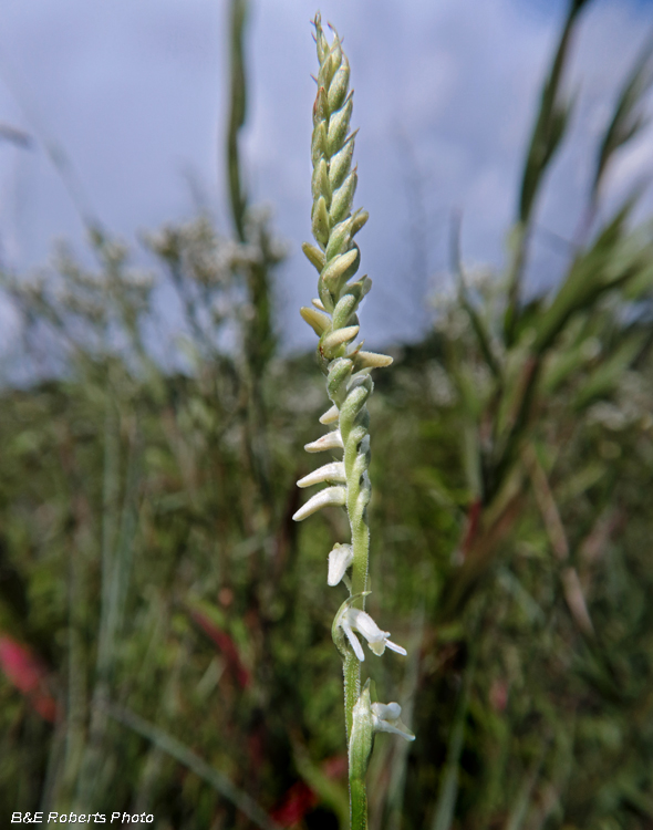 Spiranthes