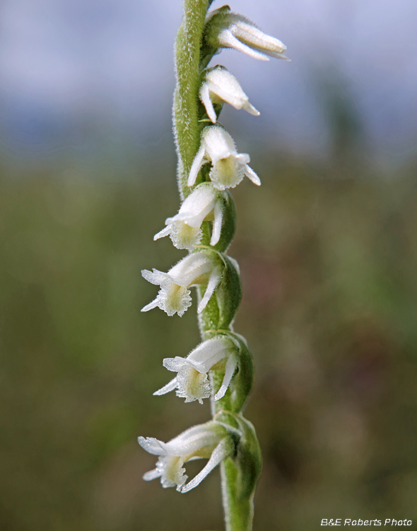 Spiranthes