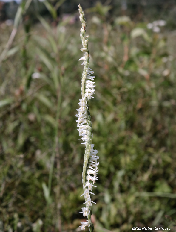 Spiranthes_vernalis